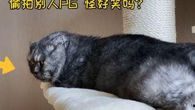 娱乐吃瓜猫嘎嘎,揭秘娱乐圈幕后趣闻
